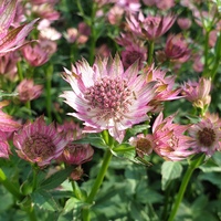 Astrantia 'Roma'